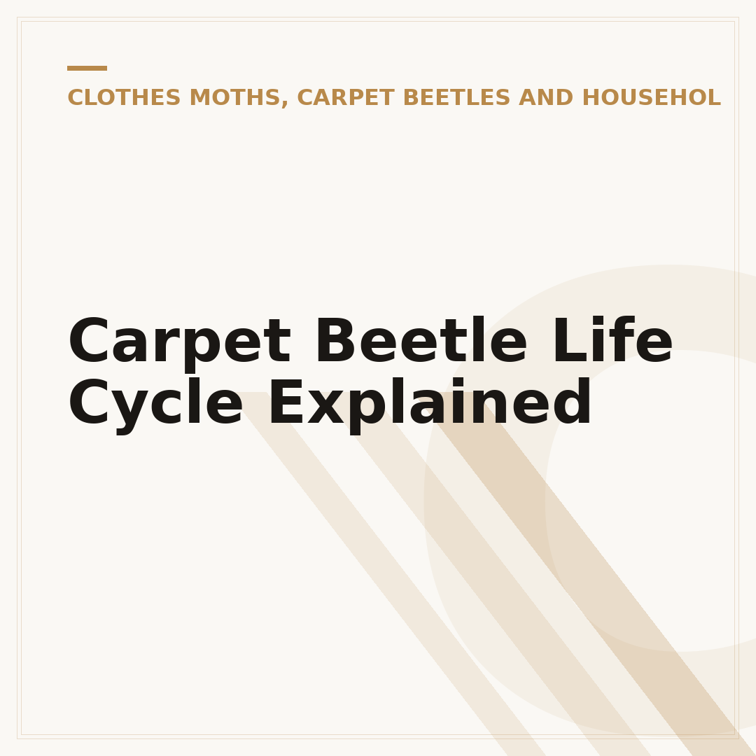 Carpet Beetle Life Cycle Explained
