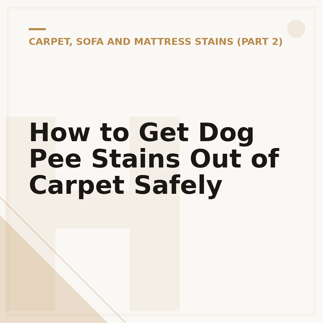 How to Get Dog Pee Stains Out of Carpet Safely