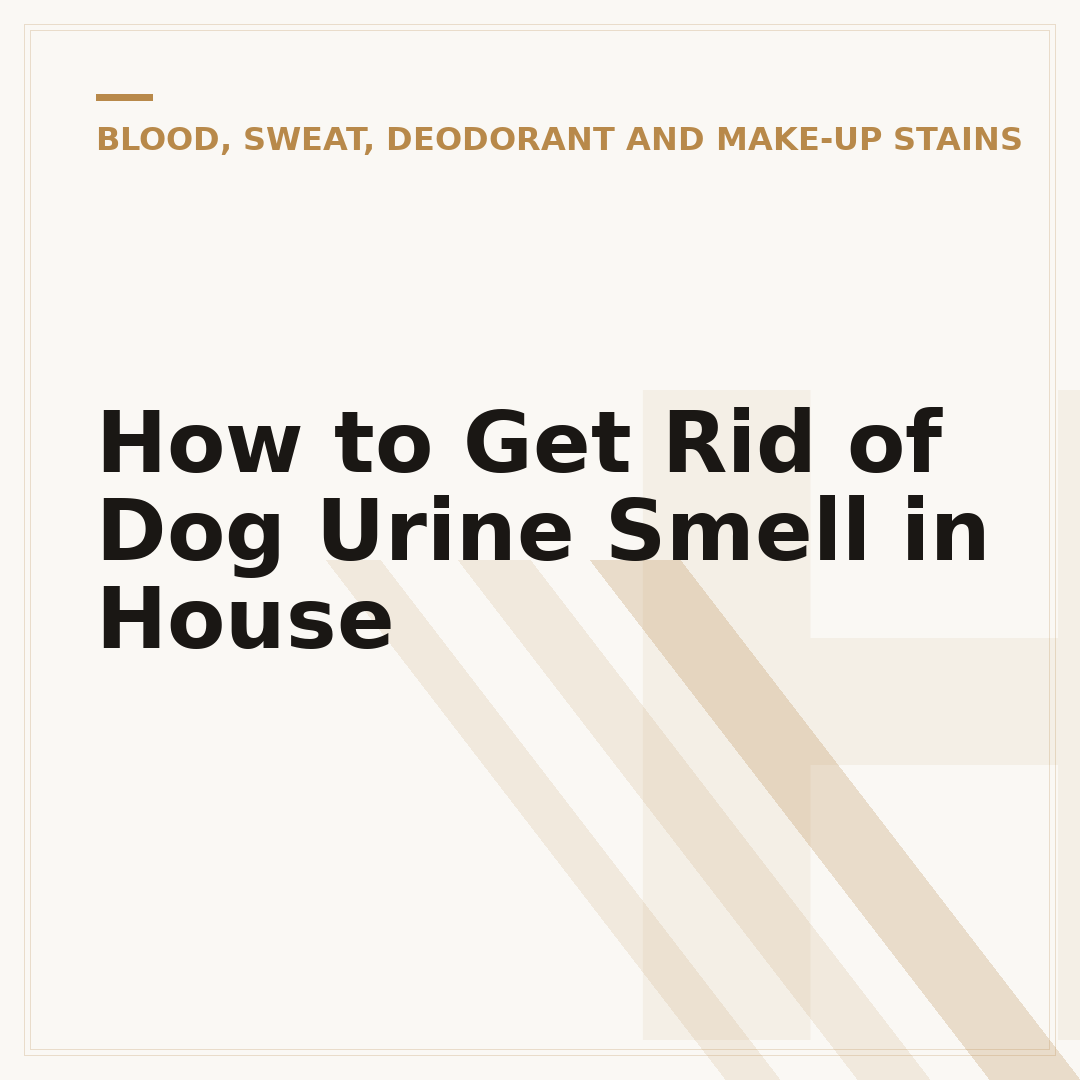 How to Get Rid of Dog Urine Smell in House