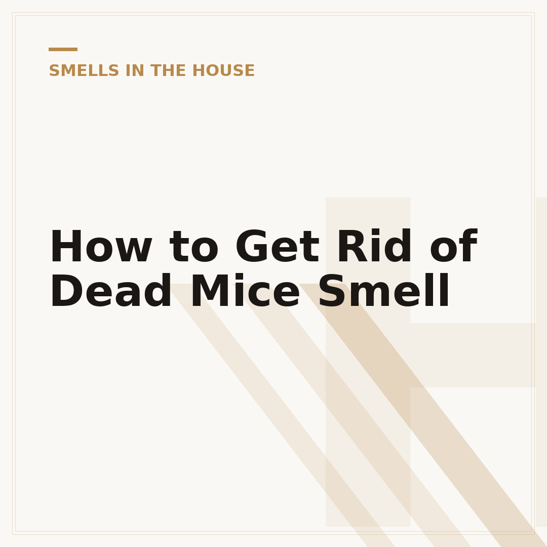 How to Get Rid of Dead Mice Smell