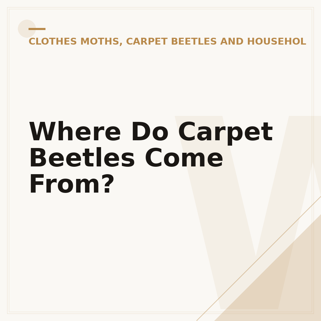 Where Do Carpet Beetles Come From?